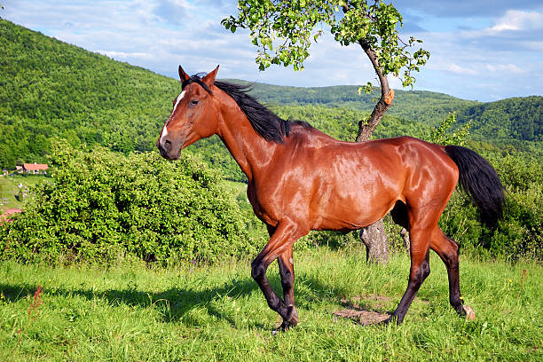 horse in the green nature stock photo