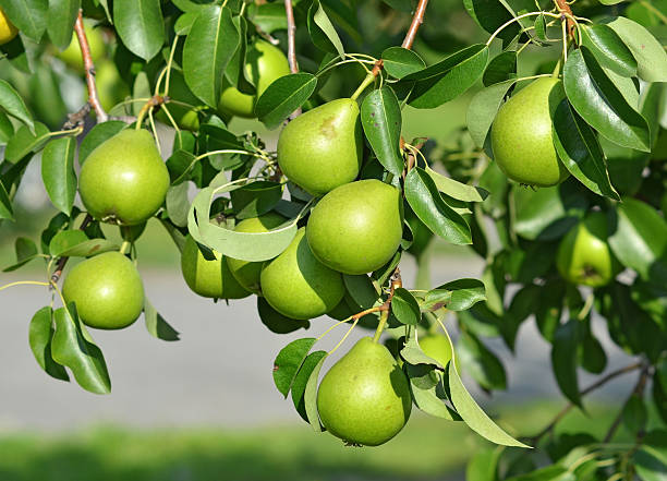 istock Green pear on the branch 153552714