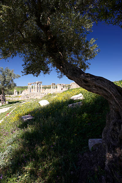 antigas ruínas romanas na tunísia. - tunisia dougga roman god goddess - fotografias e filmes do acervo