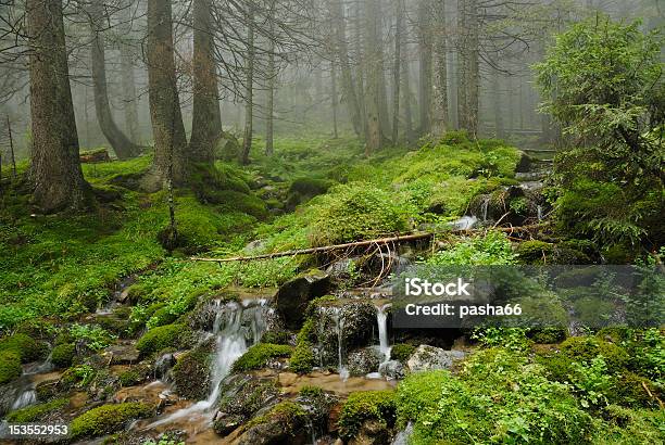 Creek In Wild Wet Carpathian Forest Stock Photo - Download Image Now - Copse, Drop, Environment