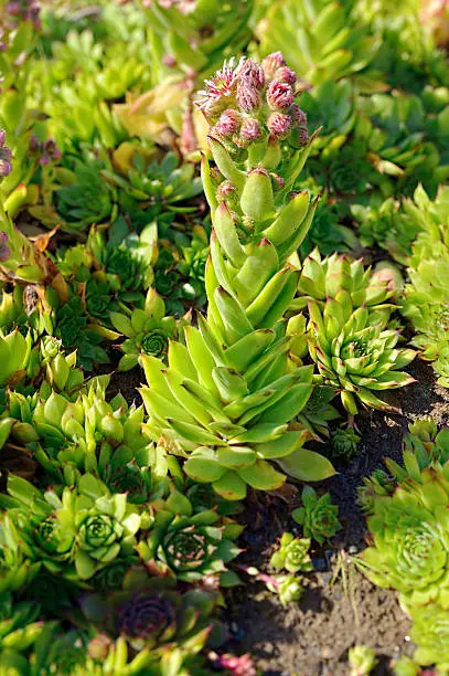 Flowering Sempervivum and buds. Sempervivum tectorum (Common Houseleek) is a perennial plant of the genus Sempervivum is used as an ornamental plant. It is also known as Hen and chicks or stone rose.