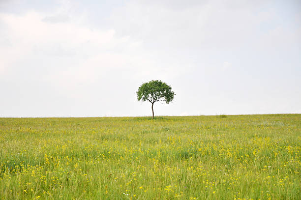 A árvore solitária no pasto bonito - fotografia de stock