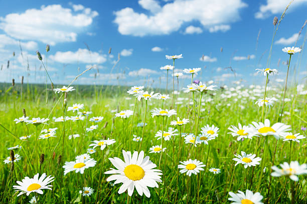 istock field of summer flowers 153553298