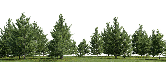 3D render Realistic evergreen Tree and grass field in nature,  Pine trees on garden in springtime, Tropical forest isolated on white background