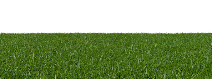 3D render Realistic evergreen grass field in nature,  meadow in springtime, Tropical forest isolated on white background