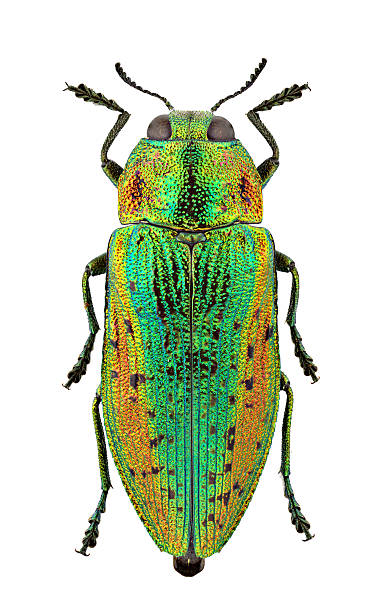 istock Green beetle scientifically called Lamprodila rutilans 153553667