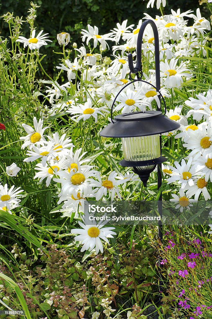 Lanterna solare e daisies - Foto stock royalty-free di Aiuola