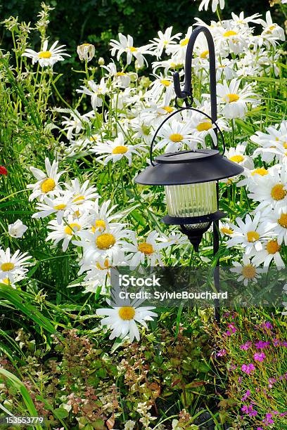 Lanterna Solare E Daisies - Fotografie stock e altre immagini di Aiuola - Aiuola, Ambientazione esterna, Attrezzatura per illuminazione