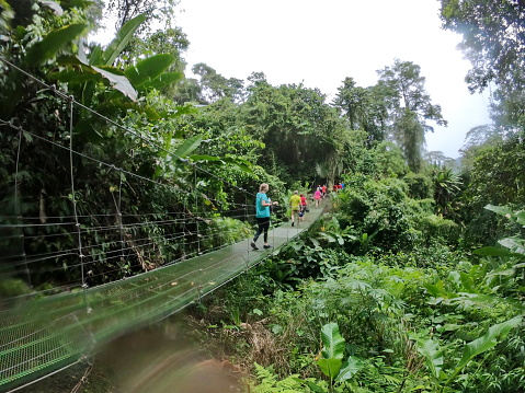 Woman walking on a rainy day across hanging bridge in tropical rainforest