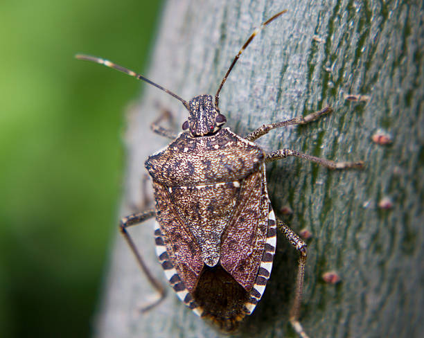 Theeeey're Back! Brown Marmorated Stink Bugs will be back with a vengeance this fall, entering homes and buildings through cracks under windows, baseboards and sliding glass doors. This is an extreme close-up just prior to it slipping indoors. brown leg stock pictures, royalty-free photos & images