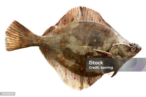 Europäische Scholle Pleuronectes Platessa Stockfoto und mehr Bilder von Flunder - Flunder, Fisch, Weißer Hintergrund