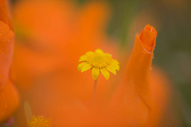 Small Yellow Flower stock photo
