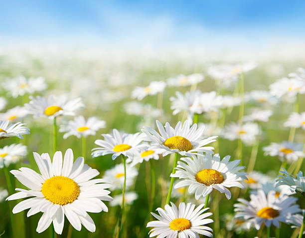 istock field of daisy flowers 153555279