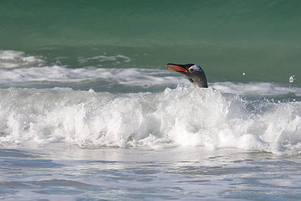 istock Penguin in the Water 153555354
