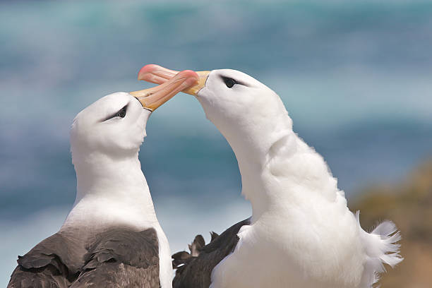 Albatross on the Beach stock photo