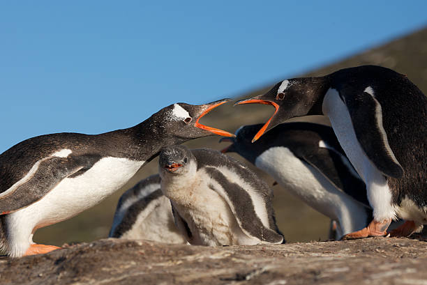 Two Penguins Fighting stock photo