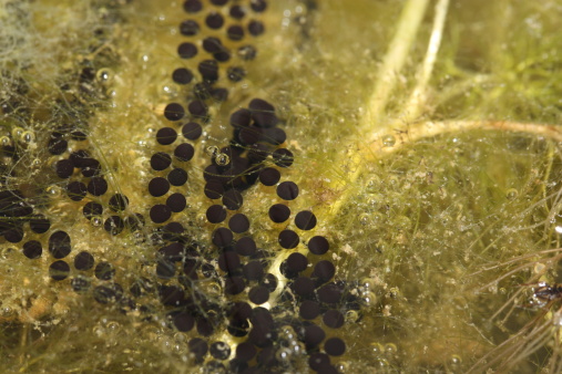 Eggs from Natterjack Toad