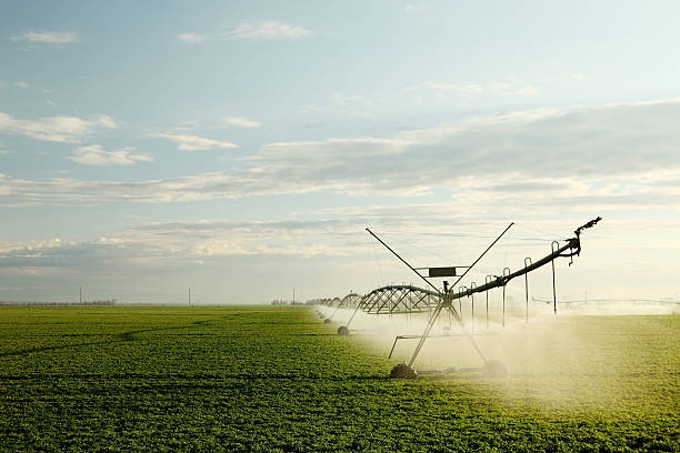 Alfalfa field irrigation stock photo