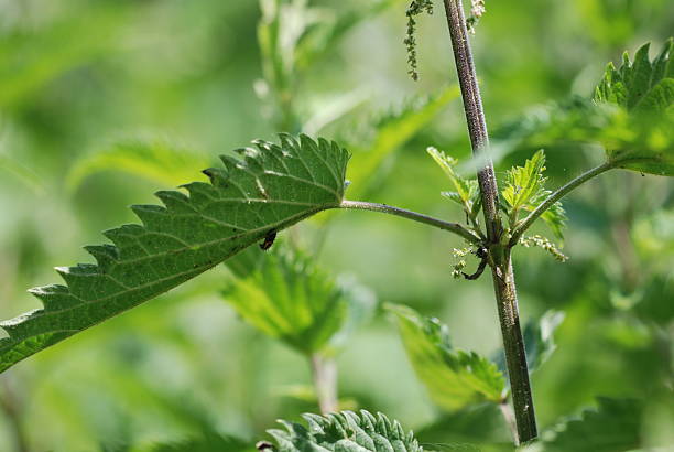 stinging nettle stock photo