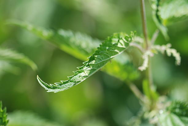 Stinging Nettle stock photo