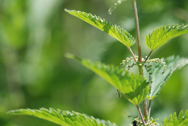 stinging nettle stock photo