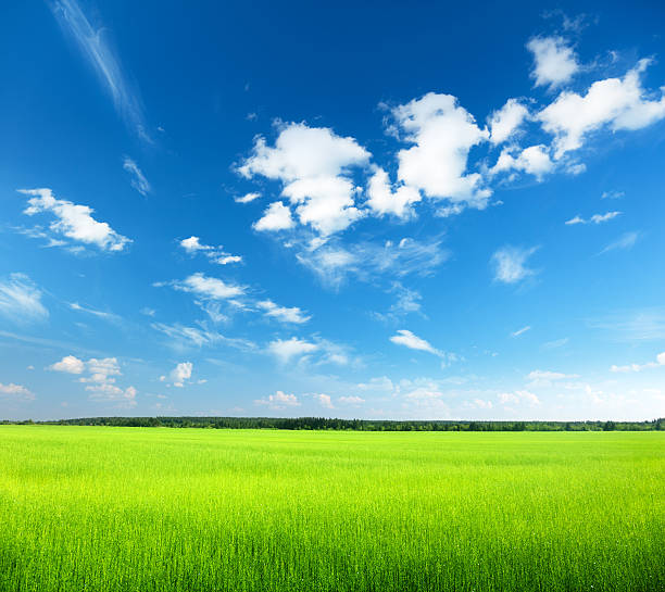 istock field of flax and sunny day 153555876