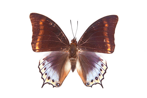istock Brown and blue butterfly Charaxes euryalus isolated on white background 153555917