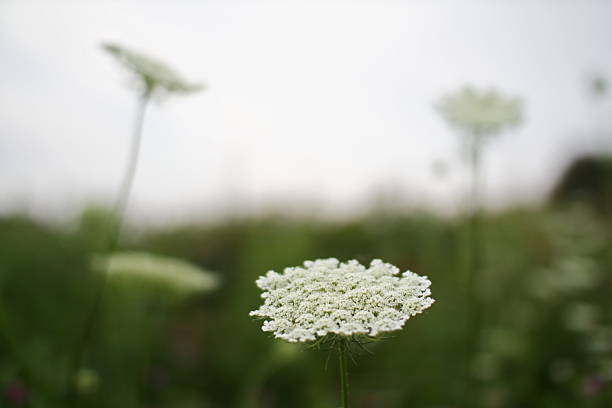 istock White Flowers in a Field 153555983