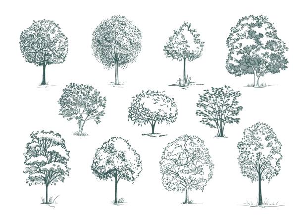 stockillustraties, clipart, cartoons en iconen met sketch trees and bushes set vector illustration - boom