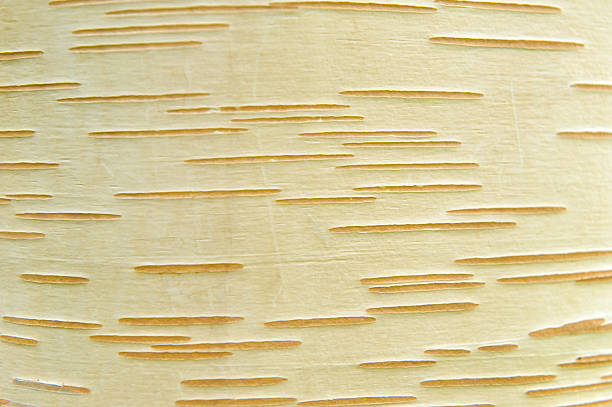 Bark of Chinese Himalayan Birch United Kingdom - July 09, 2011: bark of Chinese Himalayan birch (betula utilis), Harold Hillier Park. betula utilis stock pictures, royalty-free photos & images