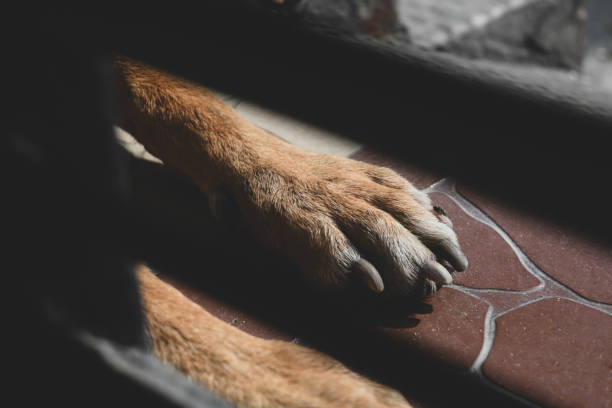 Close up Street dog paws.