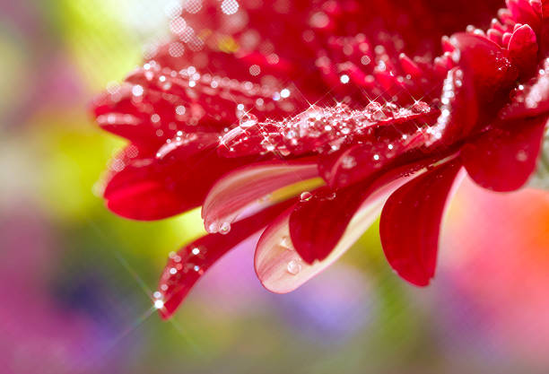 istock Closeup of red daisy-gerbera with waterdrops 153556634