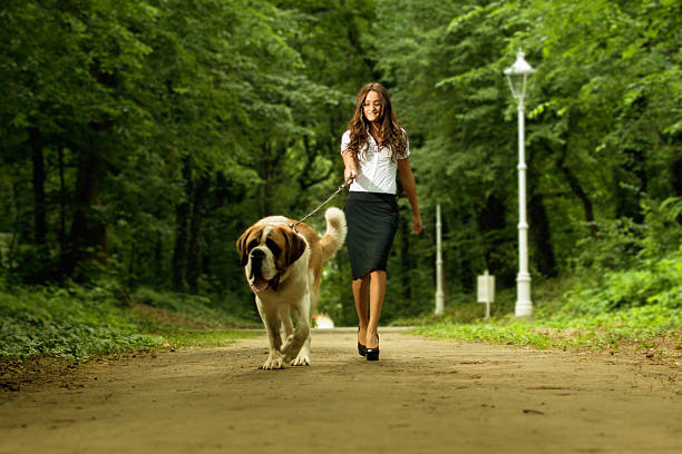 Donna camminare cane - foto stock