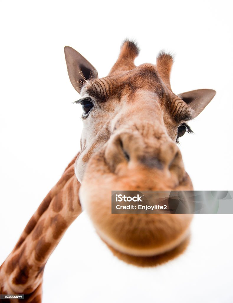 Śmieszna Giraffe - Zbiór zdjęć royalty-free (Żyrafa)