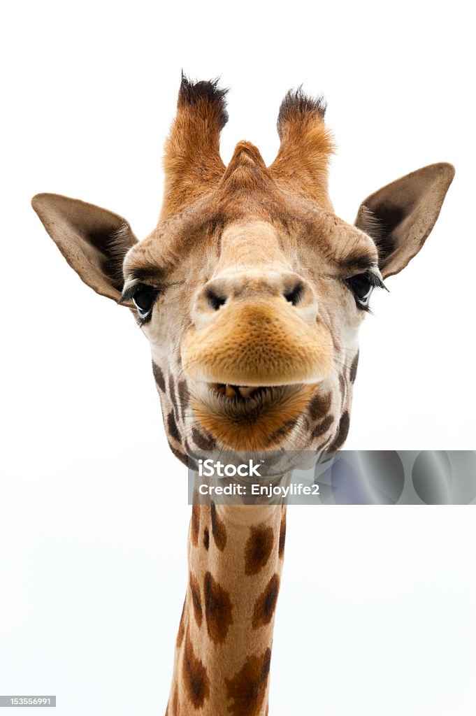 Closeup Of Giraffe With Funny Face Stock Photo - Download Image Now -  Giraffe, Cut Out, Humor - iStock