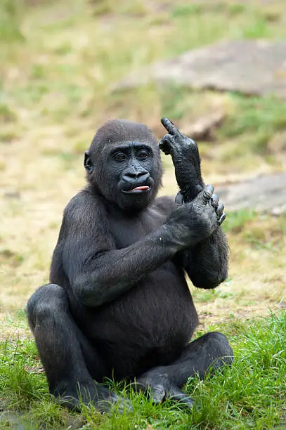 Photo of young gorilla sticking up its middle finger