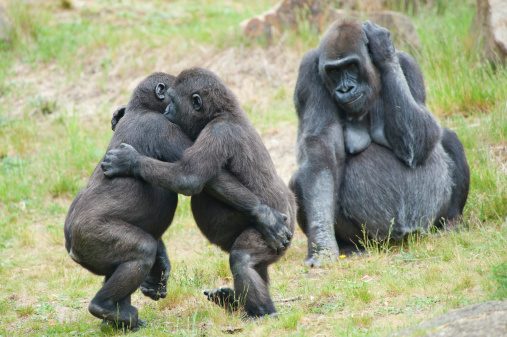 Two young gorillas dancing while the mother is watching