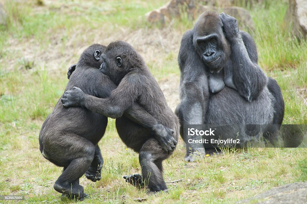 Two young gorillas dancing Two young gorillas dancing while the mother is watching Animal Stock Photo