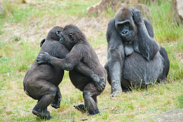 Two young gorillas dancing stock photo