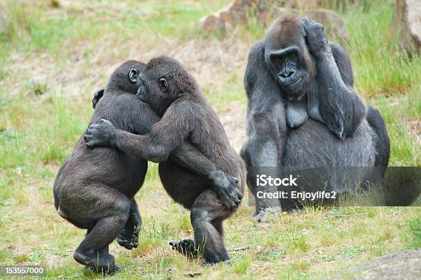 Two Young Gorillas Dancing Stock Photo - Download Image Now - Animal, Humor, Dancing