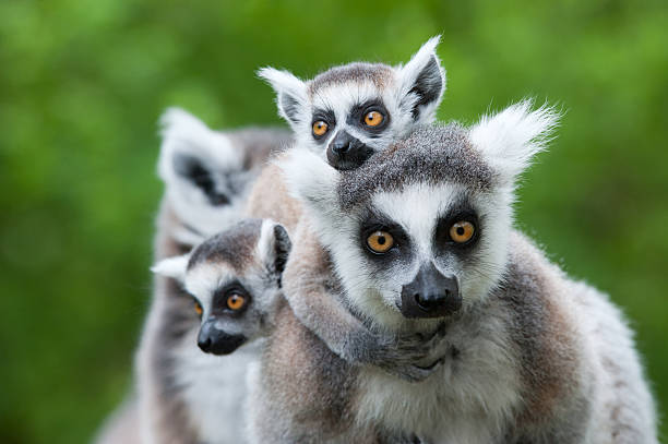 ring-tailed lemur with her cute babies close-up of a ring-tailed lemur with her cute babies (Lemur catta) animal family stock pictures, royalty-free photos & images