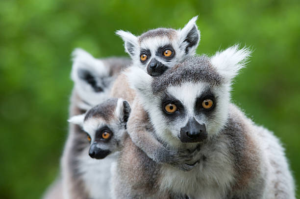 ring-tailed lemur with her cute babies close-up of a ring-tailed lemur with her cute babies (Lemur catta) lemur madagascar stock pictures, royalty-free photos & images