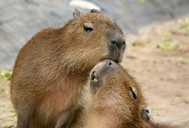 istock Two European beavers hugging on each other outside 153557048