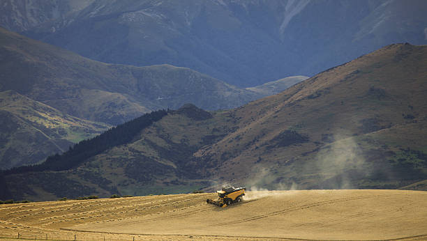 Combine Harvester harvesting wheat stock photo
