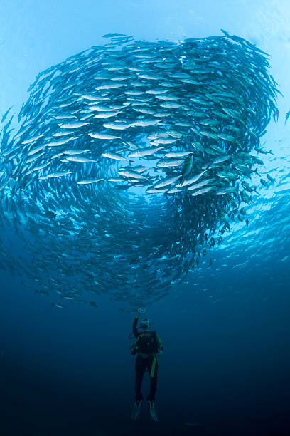 Diver with a school of Jacks fish in a blue sea Diver with a camera, filming a huge school of Black Jacks, at the Liberty Wreck at Tulamben, Bali caranx stock pictures, royalty-free photos & images