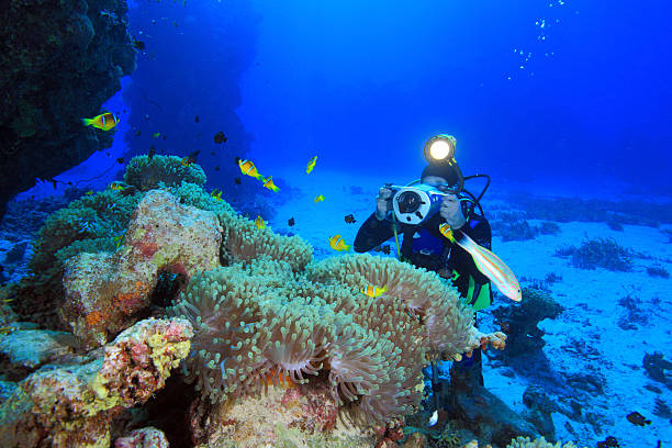 istock reef in the Red Sea 153557448