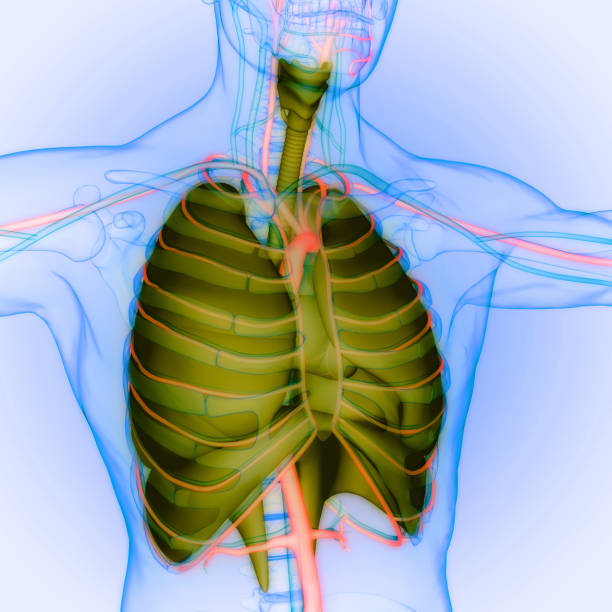 istock Human Respiratory System Lungs with Diaphragm Anatomy 1535576805