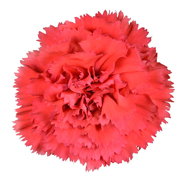 istock Red Carnation Clove Pink Flower Isolated 153557769