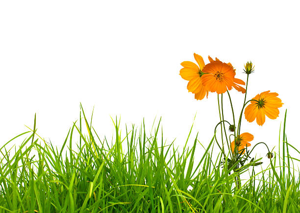 istock Green Grass and orange flowers 153557940