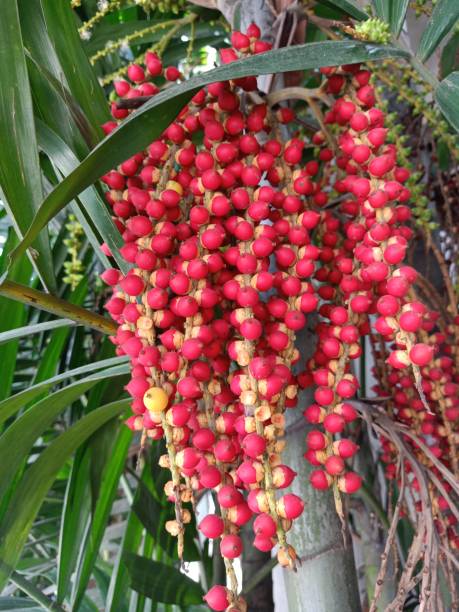 istock Close up of alexandra palm plant 1535580567